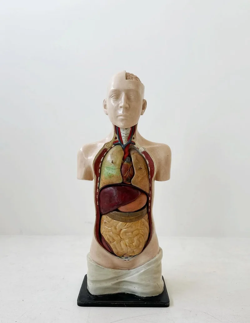 Busto anatomico italiano, fine XIX secolo: modello in cartapesta e gesso policromo, staccabile, prodotto in Italia alla fine del XIX secolo