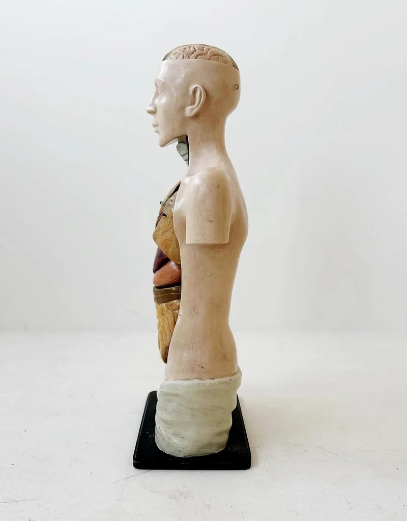 Busto anatomico italiano, fine XIX secolo: modello in cartapesta e gesso policromo, staccabile, prodotto in Italia alla fine del XIX secolo