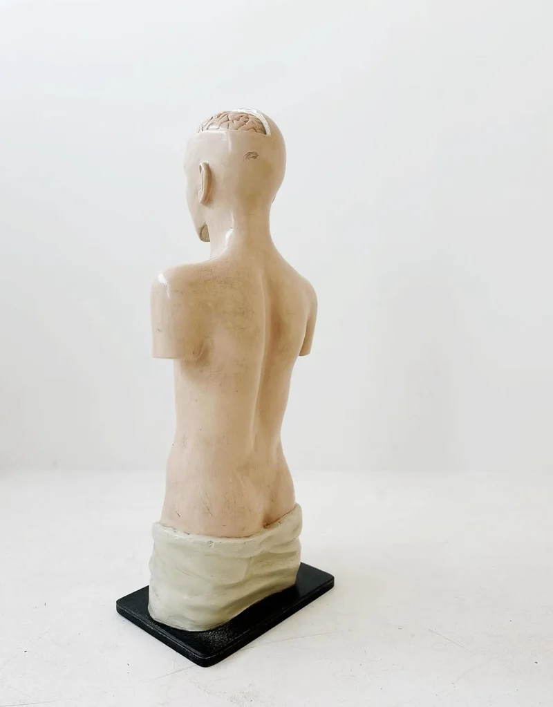 Busto anatomico italiano, fine XIX secolo: modello in cartapesta e gesso policromo, staccabile, prodotto in Italia alla fine del XIX secolo