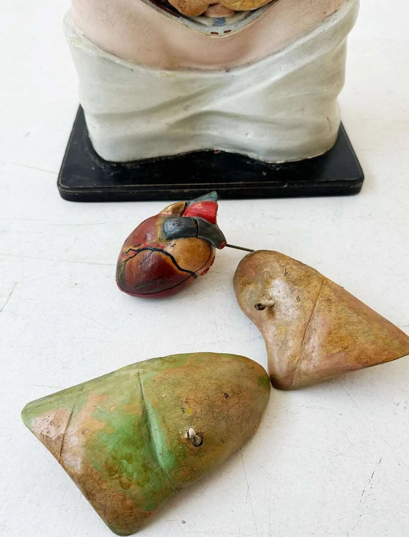Busto anatomico italiano, fine XIX secolo: modello in cartapesta e gesso policromo, staccabile, prodotto in Italia alla fine del XIX secolo