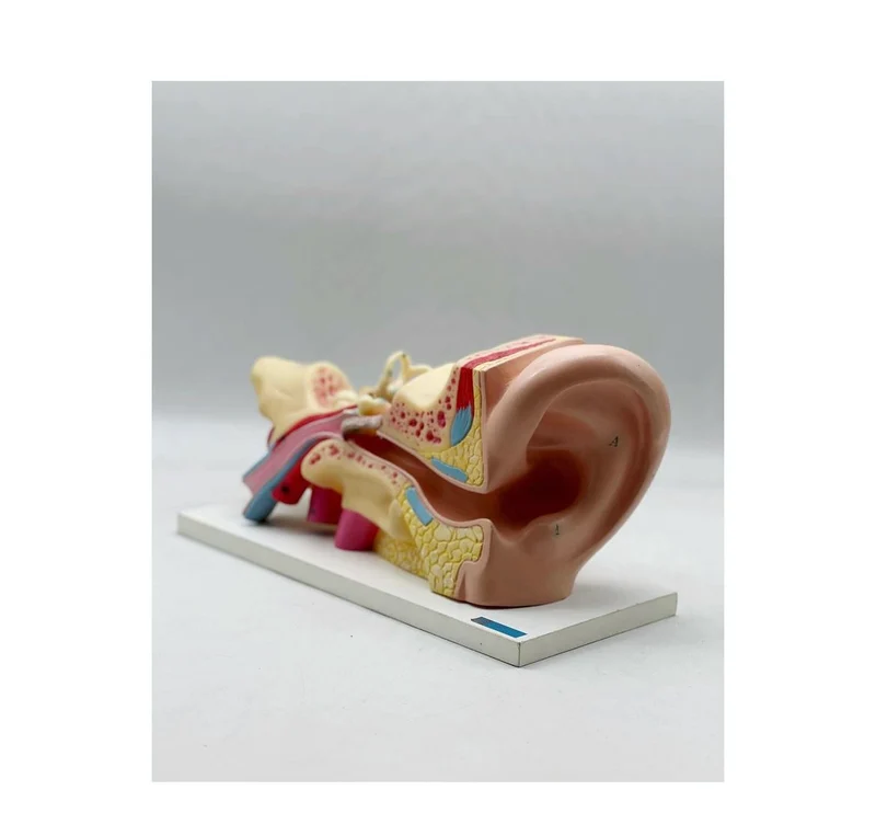Modello anatomico orecchio
