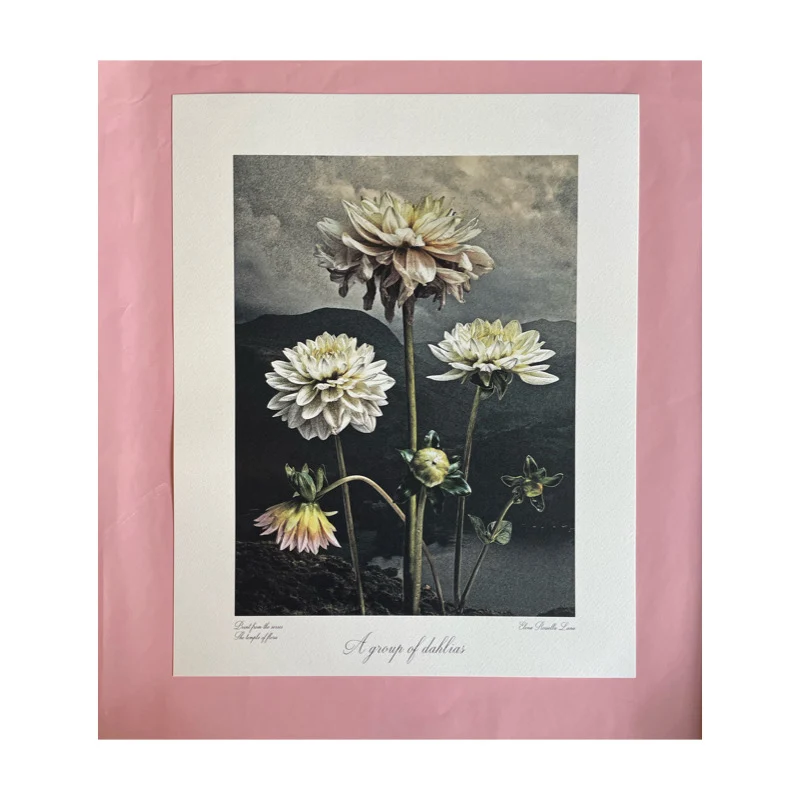 A GROUP OF DHALIAS, ELENA ROSSELLA LANA
