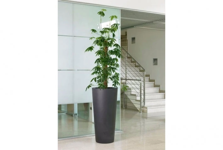 Vaso Ilie