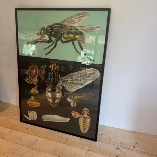 Poster Educativo con Mosca – Svezia (Vintage Didattico)
